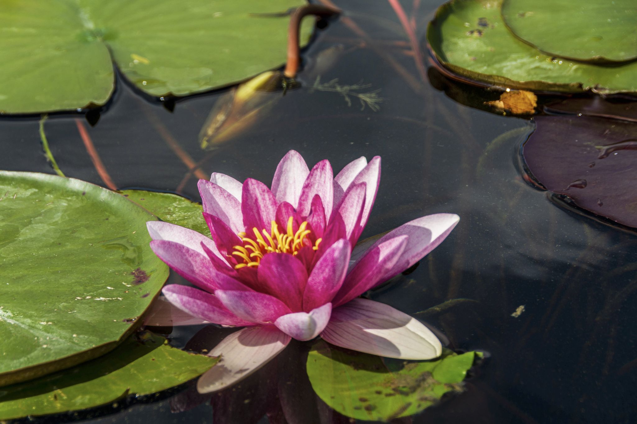 Kajaktour Staffelsee 12.09.2021